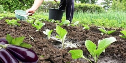 Koliko često zalijevati patlidžan na otvorenom